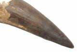 Massive, Real Spinosaurus Tooth - Nice, Unworn Tip! #214309-2